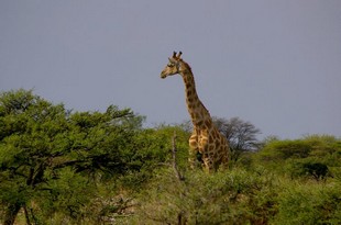 709 Namibia Okt 2006 .JPG